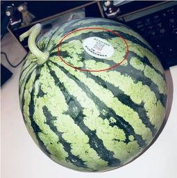 网红吃瓜合集,盘点娱乐圈最新热点事件  第1张