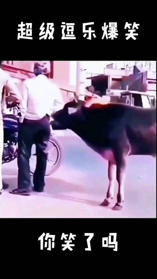 逗乐爆料视频大全最新,笑点满满，欢乐无限  第1张